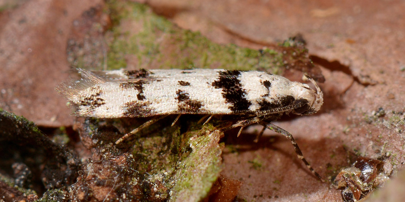 Gelechiidae zebrata: Pseudotelphusa scalella